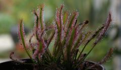 drosera.JPG
