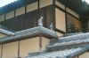 voy_tanguy_jap_6_015_13.jpg