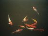 voy_tanguy_jap_7_025_23.jpg