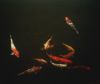 img015.jpeg